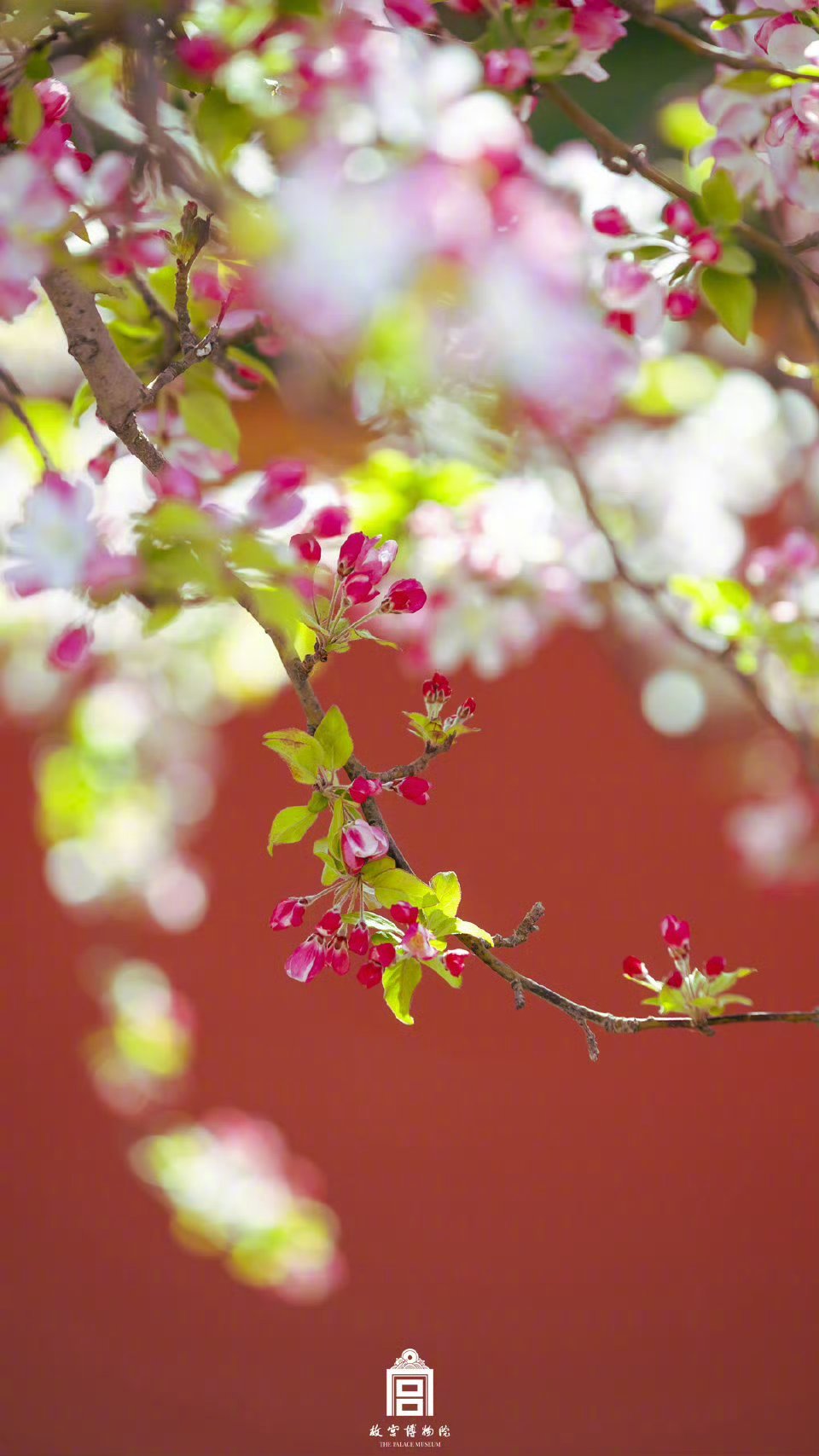 【这里是北京】一场海棠微雨，令春意更深几分。源自:故宫博物院 