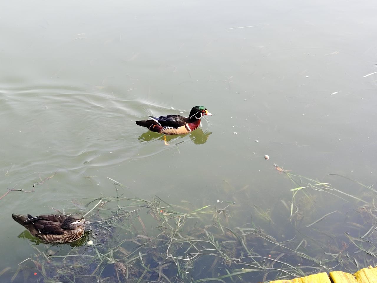 鸳鸯还真的是出双入对，今天散步有幸拍到