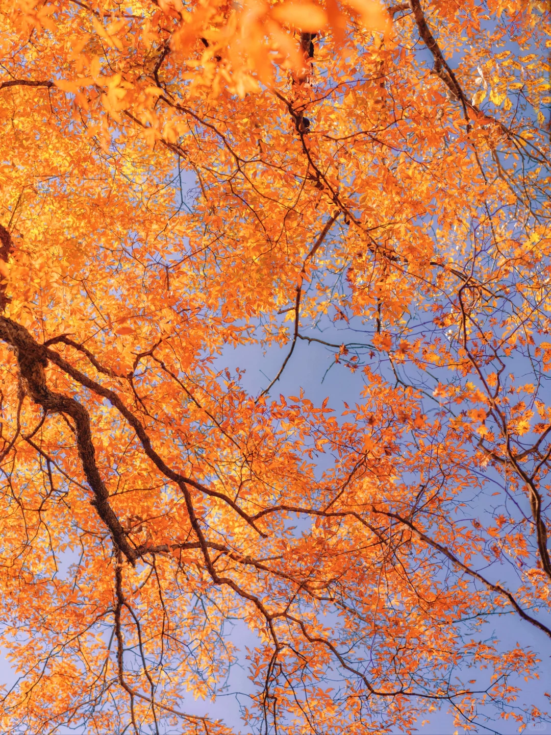🍁｜枫叶燃烧了秋天