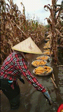 玉米改水田了？