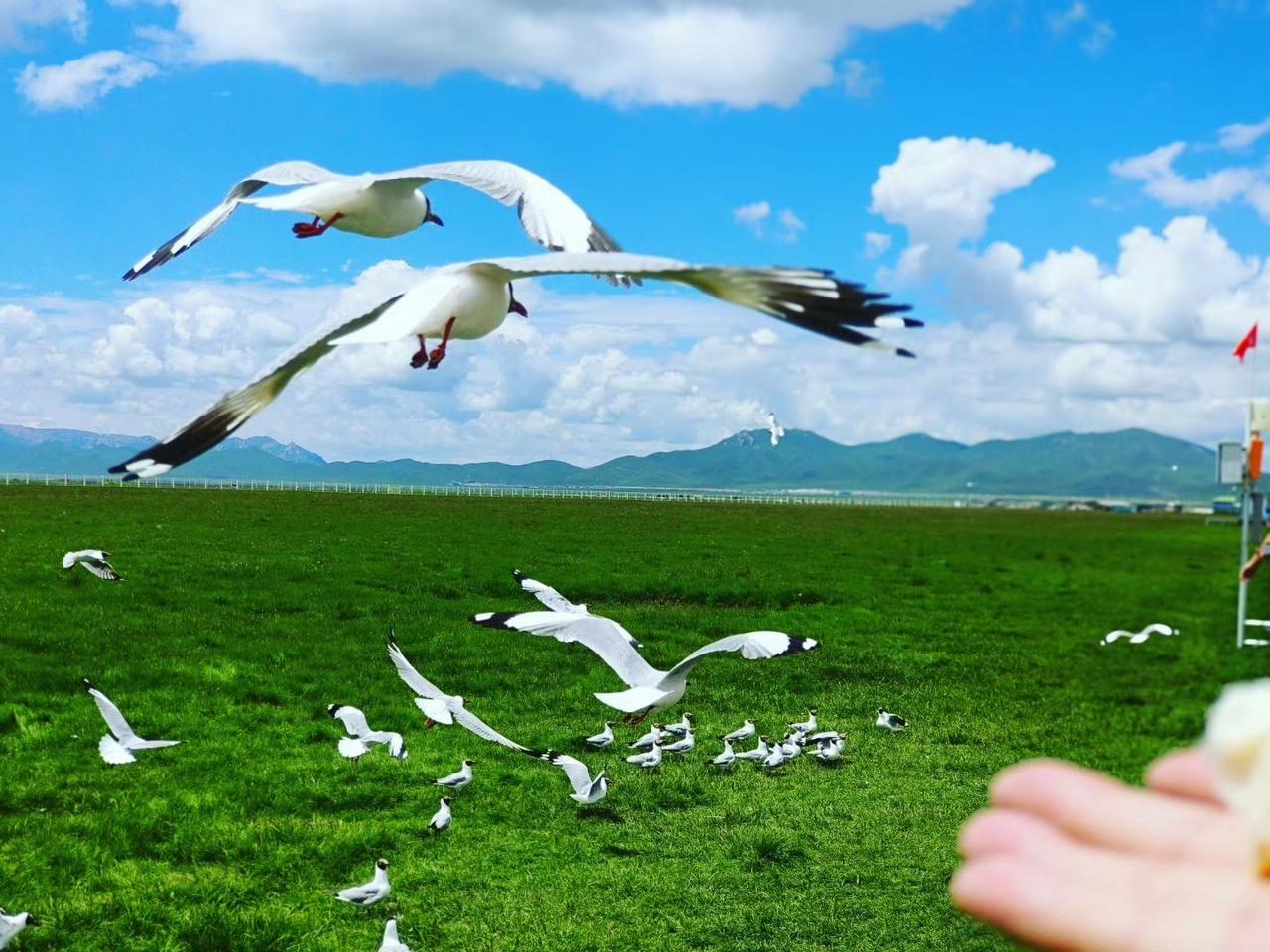 【若尔盖花湖｜一场治愈系的高原漫步】 

如果你厌倦了人挤人的景点，又渴望真正的