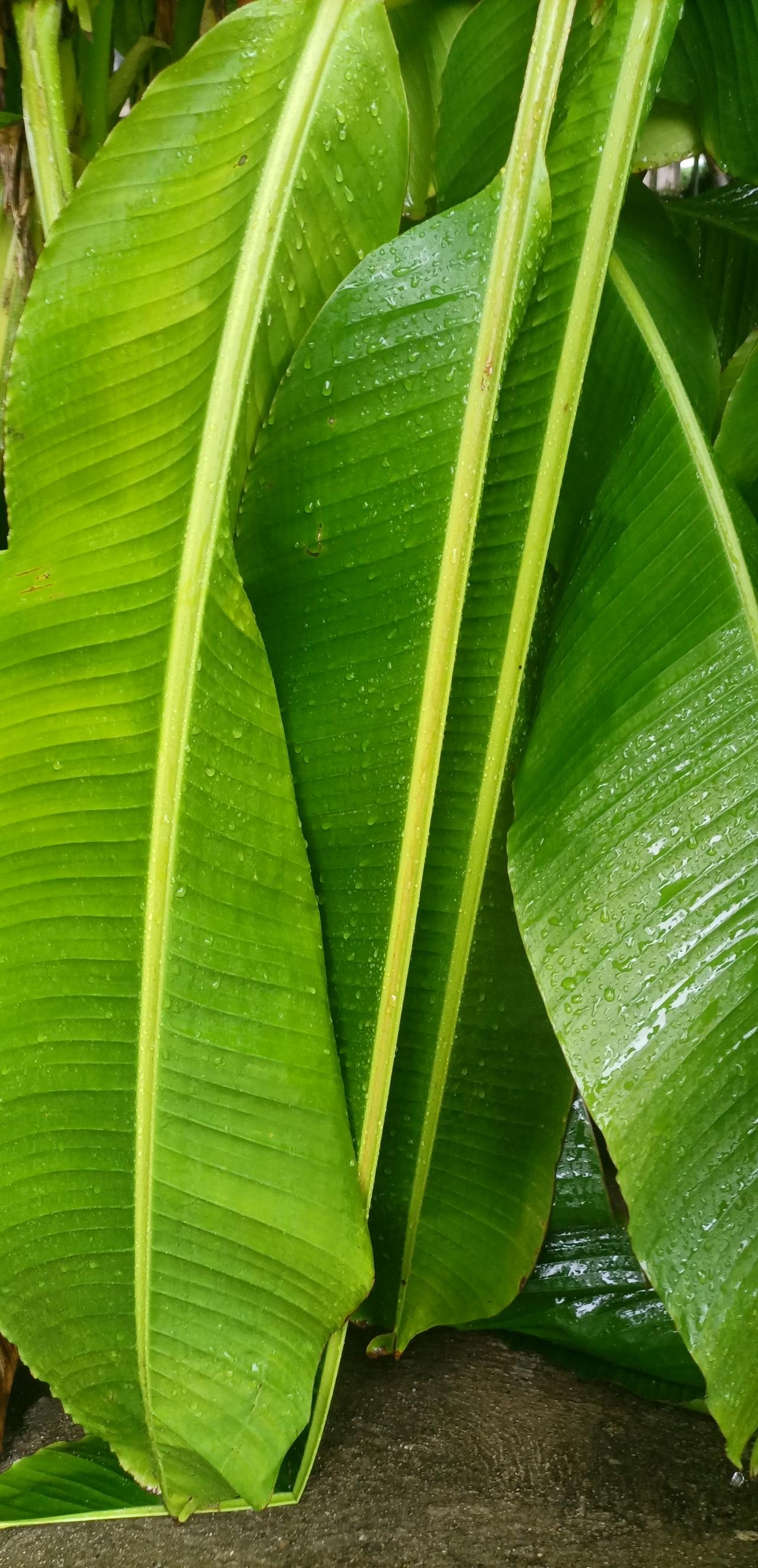 【夏之韵·凌晨大雨立秋至】夏日生活打卡季
立秋
诗／羌笛乐声
睡起秋韵悄然升，大