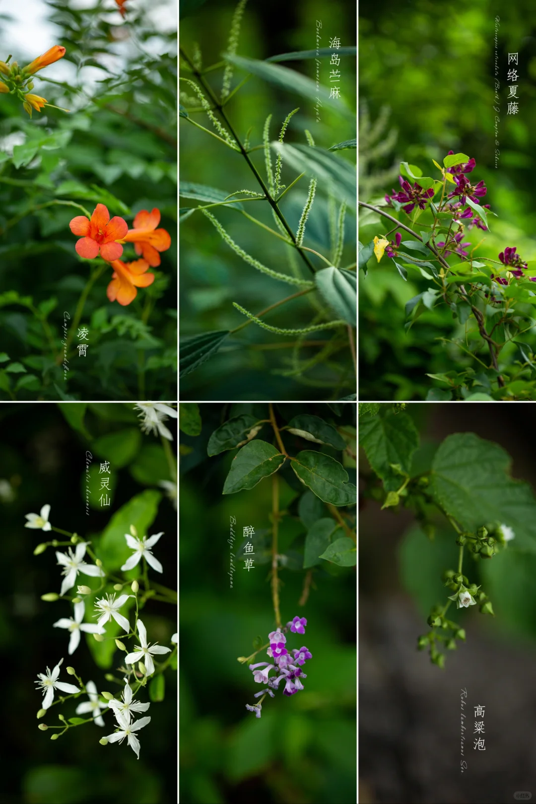 立秋集|路边的灌木也有“花”色