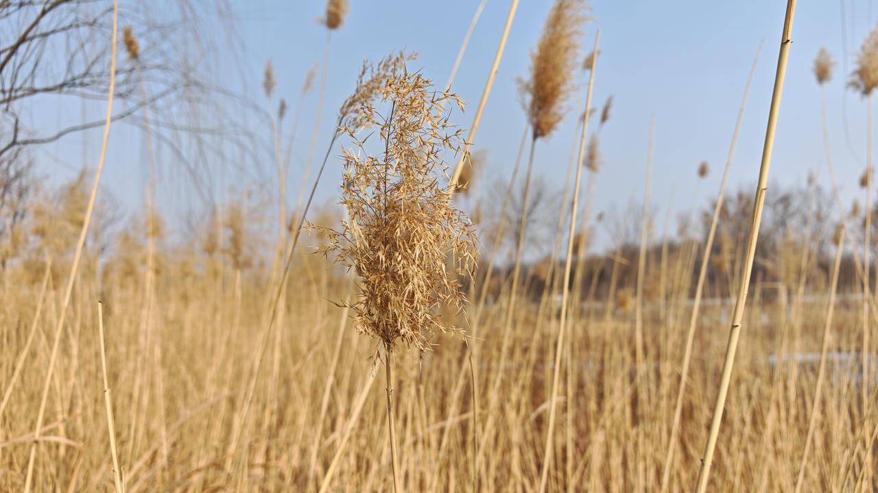 冬日午后，芦苇摇，水边人家远。