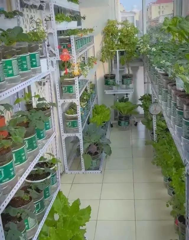 这是一位网友上传的阳台种菜，全部用矿泉水瓶种的，这可真是妥妥的绿色食品，达到了自