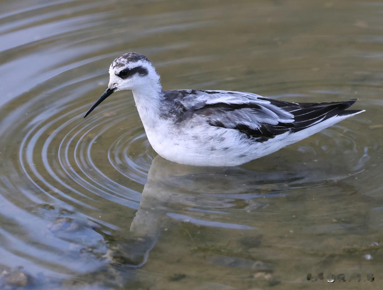 名字能难倒教授博士的鸟！
“红颈瓣蹼鹬”，这是一种水鸟的名字，5个字中有3个是生