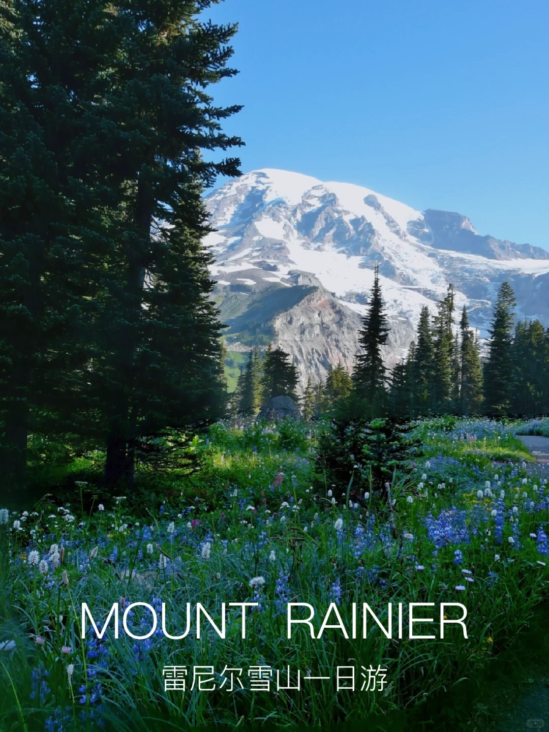 西雅图｜Mt Rainier雷尼尔雪山一日徒步路线！