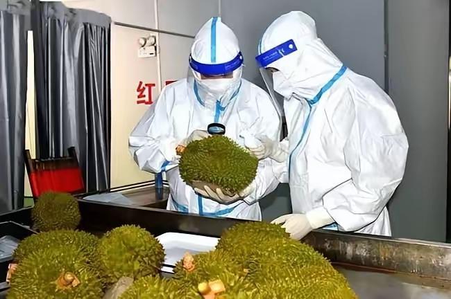 彻底塌房！越南榴莲靠中国市场赚百亿，却用全链条造假反噬信任
 
今年东南亚水果圈