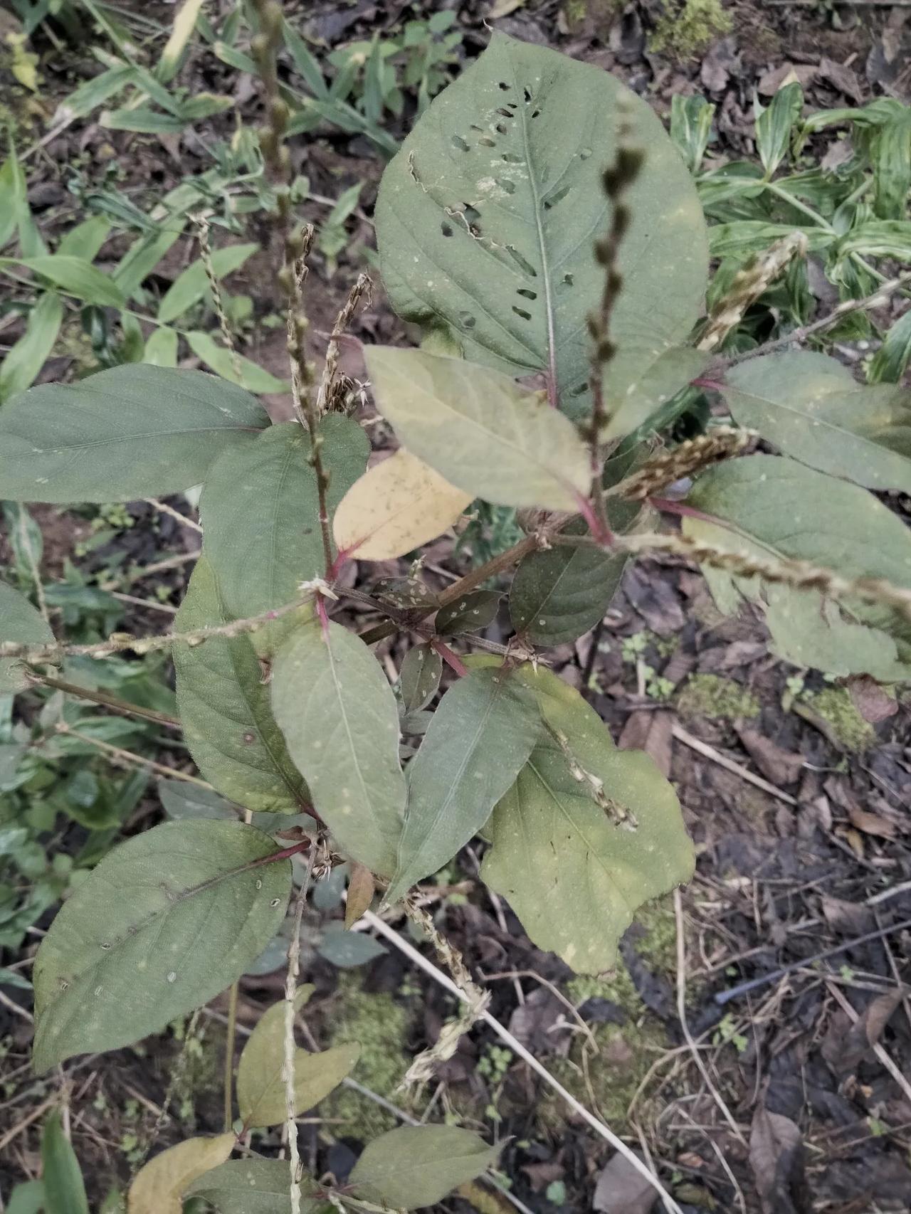 川牛膝，又名甜牛膝，拐牛膝，大牛膝……
花期秋季
川牛膝种子，鸡类家禽应该喜欢吃