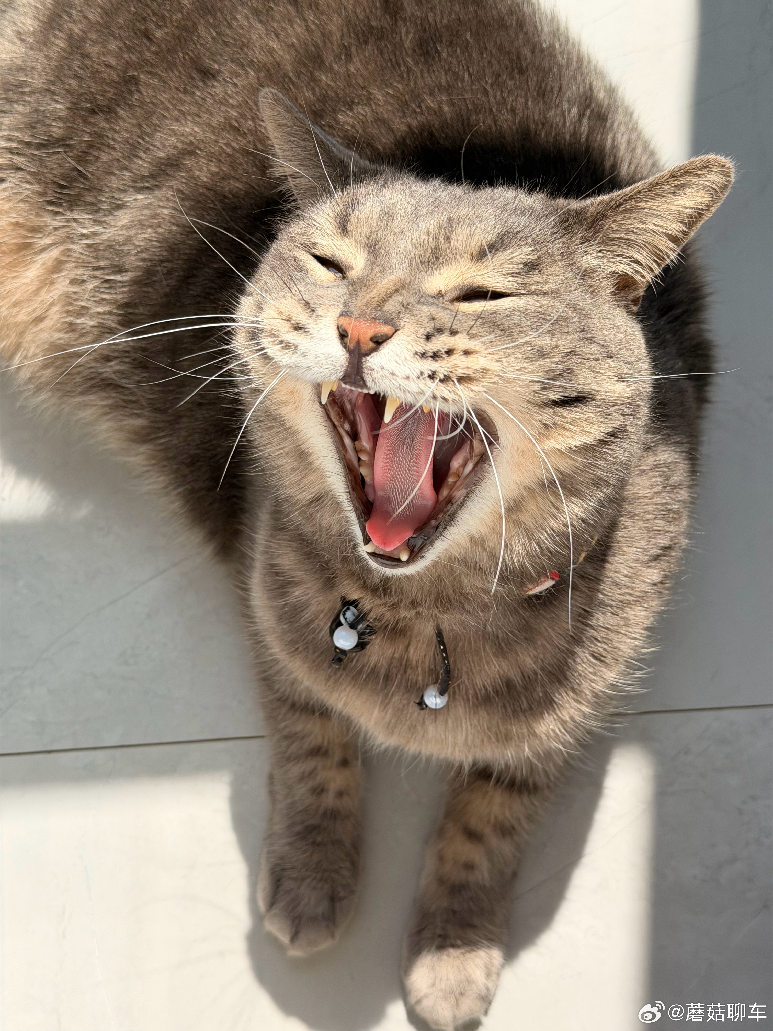 现在说早上好是不是有点晚～但我真的刚起～上四休三真的是人间大爱 