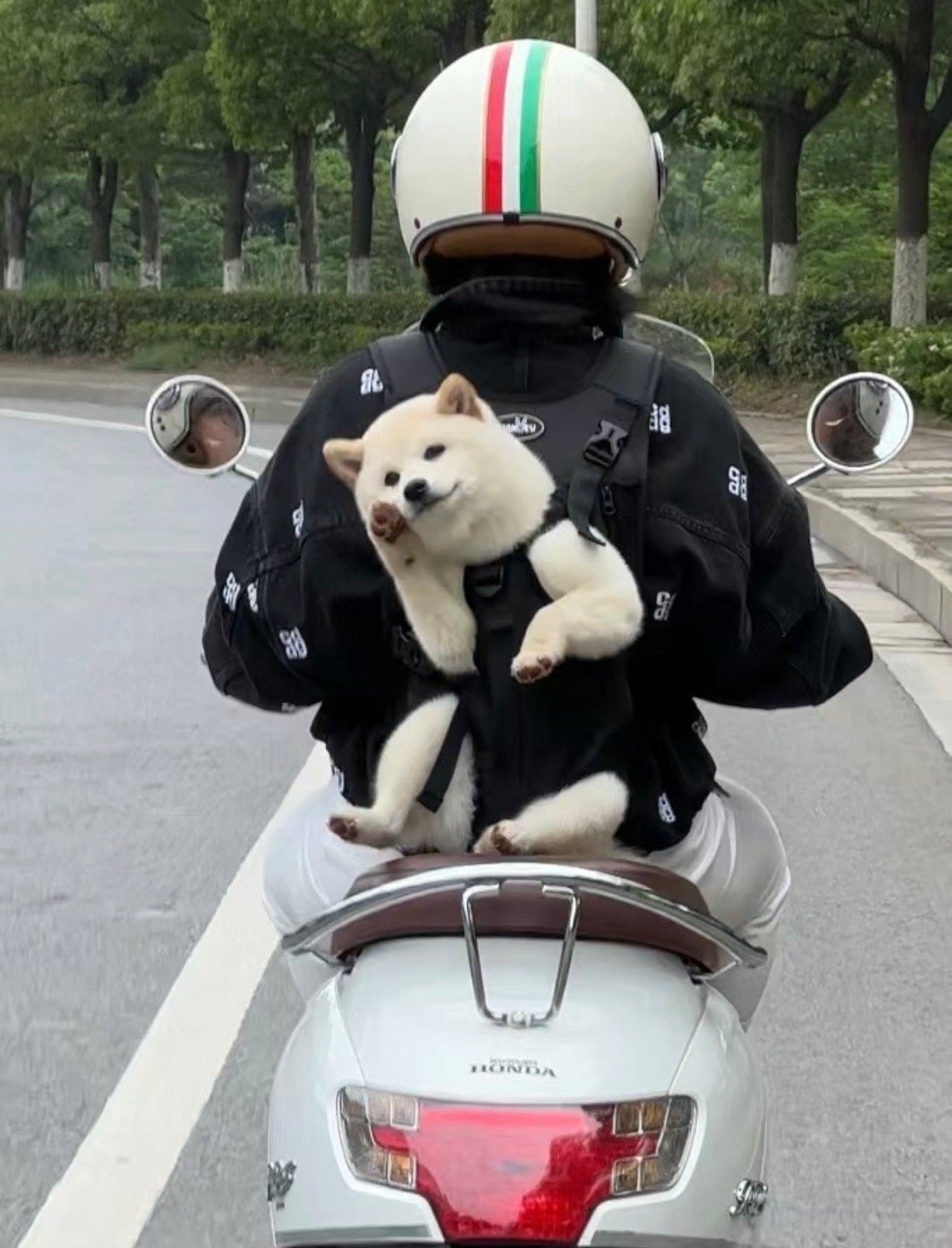 上班路上偶遇一只和我打招呼的小狗 