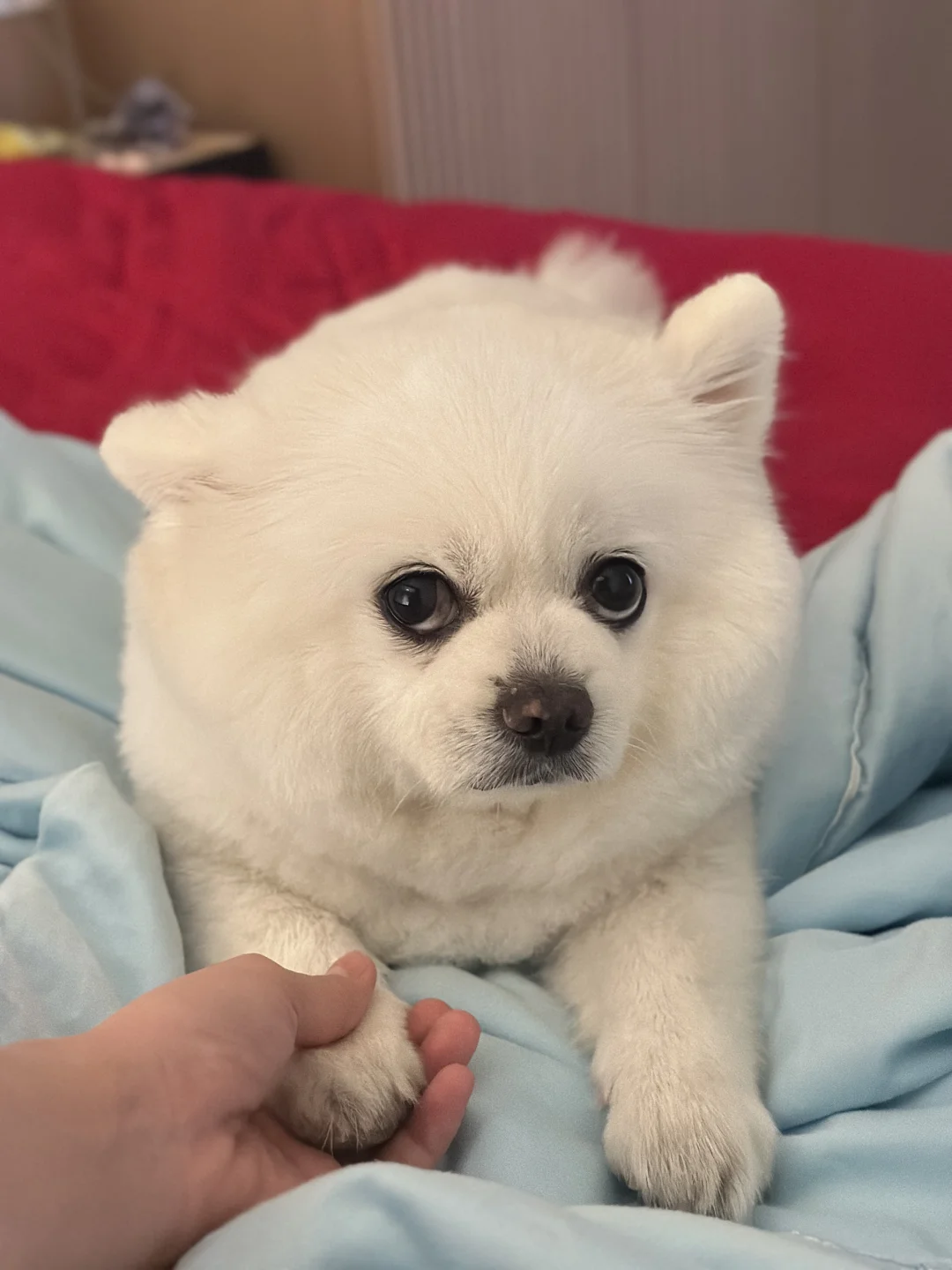 小狗的这种眼神