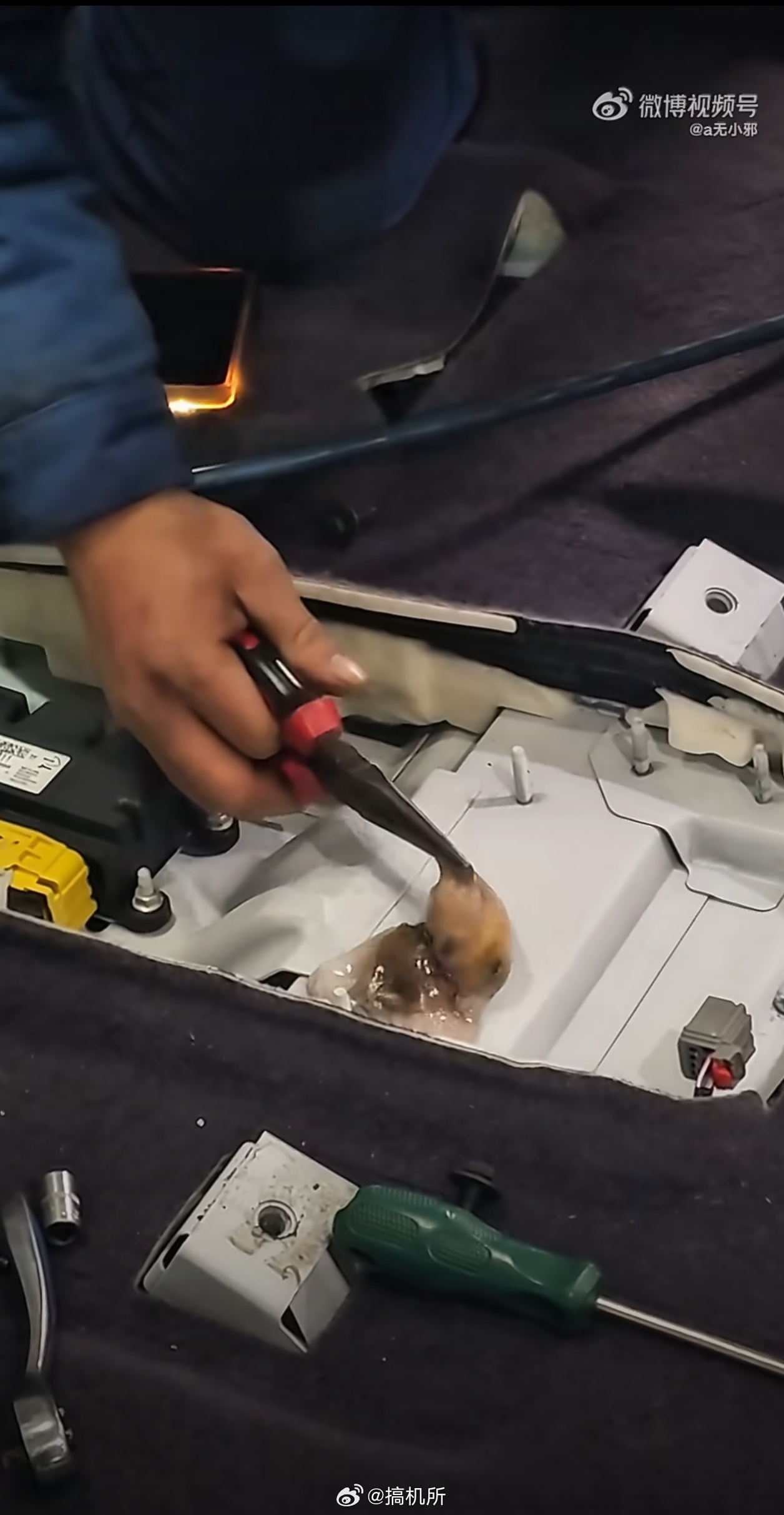 八爪鱼钻车内失踪3天车主崩溃求助 要是有动物死在车里，那股味道我真是想都不敢想