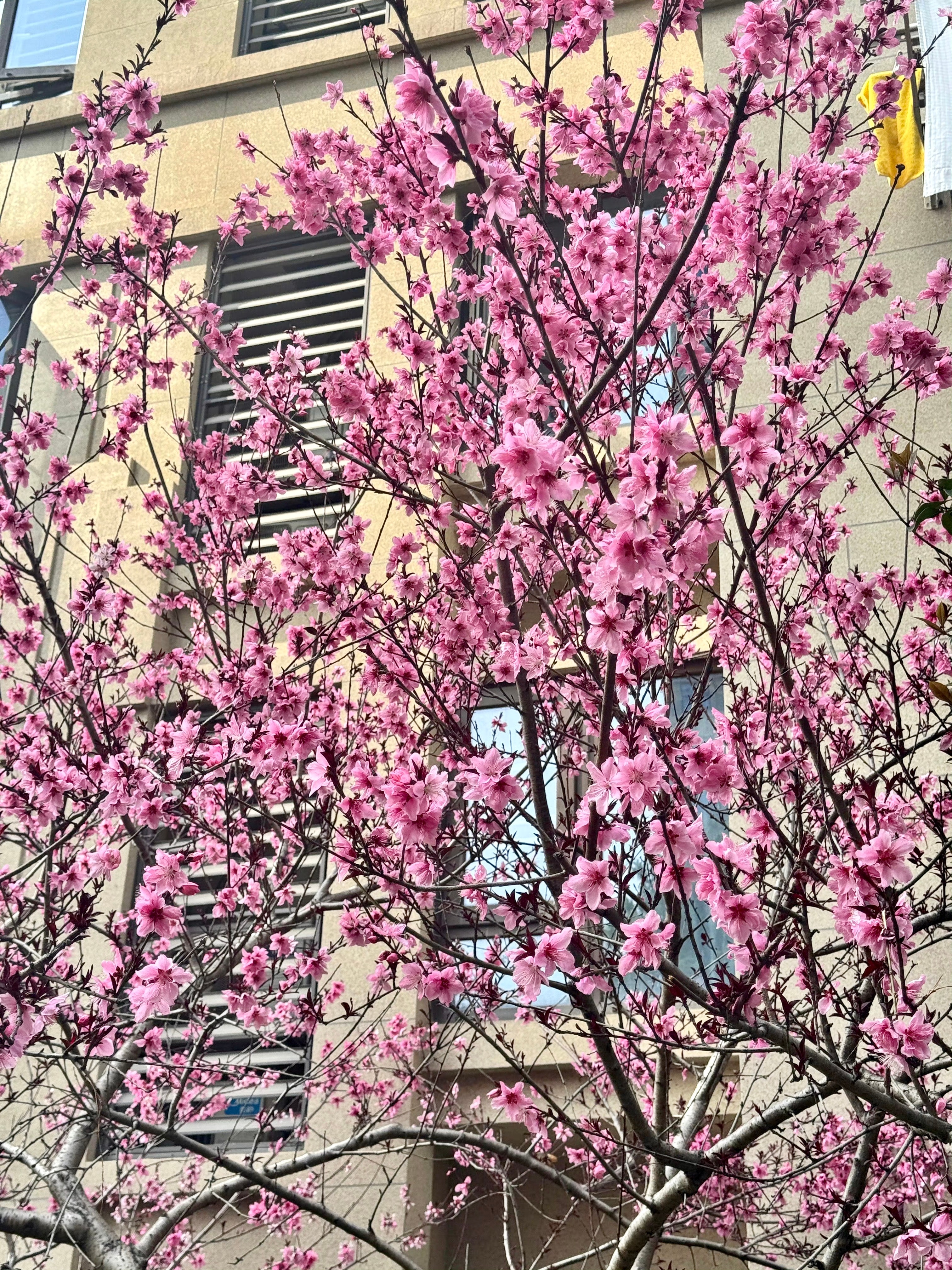 原生家庭问题，其实在亲密关系的咨询里避不开原因也简单，平时在另一套系统逻辑里，大