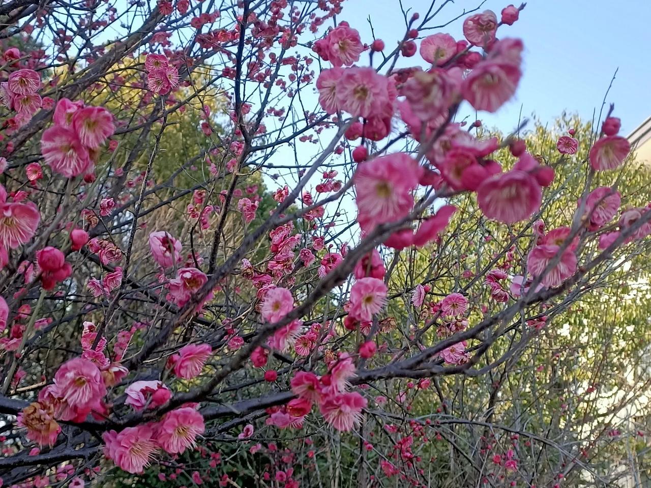 热爱花草，分享一组梅花图片红梅花开