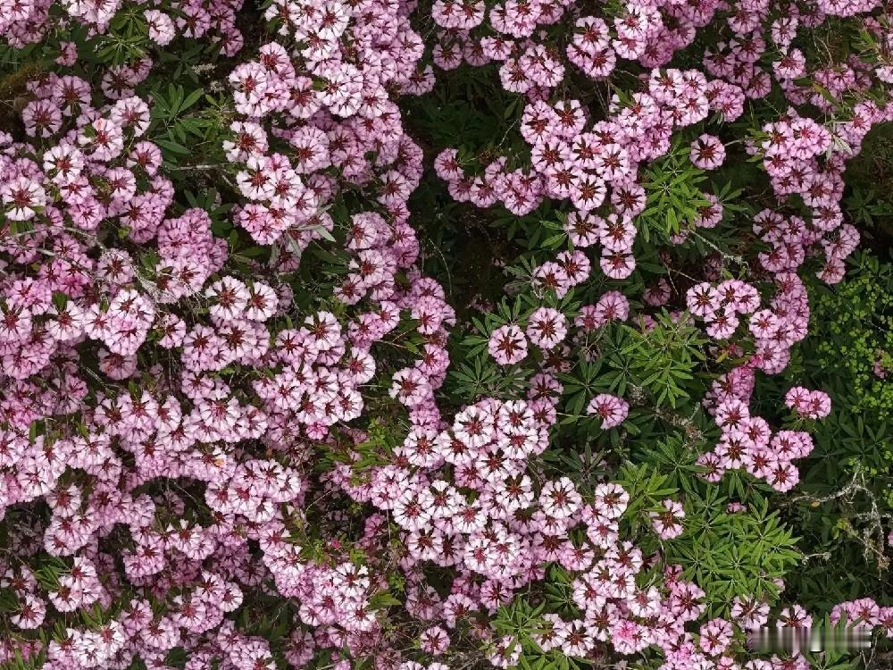 不惊扰别人的宁静，就是慈悲，不伤害别人的至尊，就是善良，人活着发自己的光就好，不