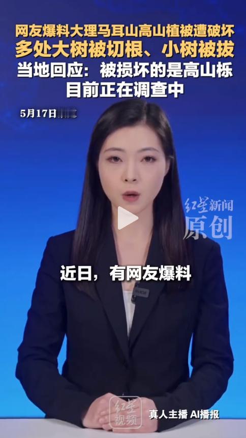 心都揪紧了！云南大理知名马耳山景区曝出揪心一幕，深山之中成片林木惨遭人为损毁。怪