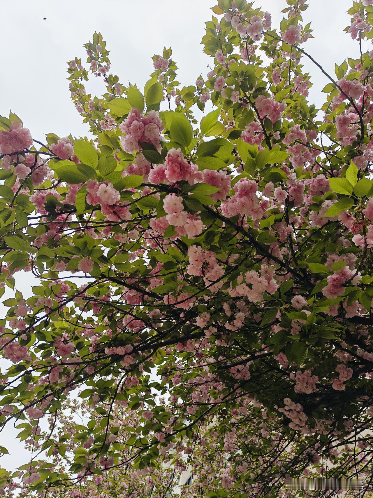 总说武汉看樱花要挤武大、挤东湖，其实真没必要。
我家小区的樱花开得热热闹闹，粉白