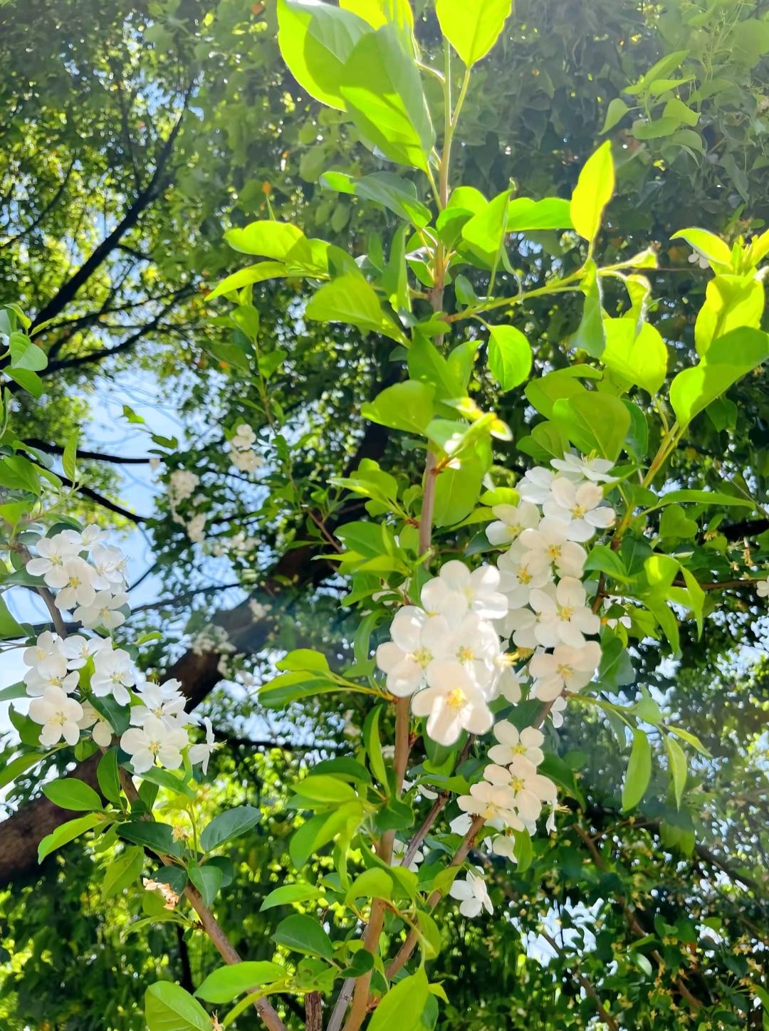 这树枝头开满了小白花，真漂亮！大家看一下这个是什么花🌸？是槐花吗？现在这个季节
