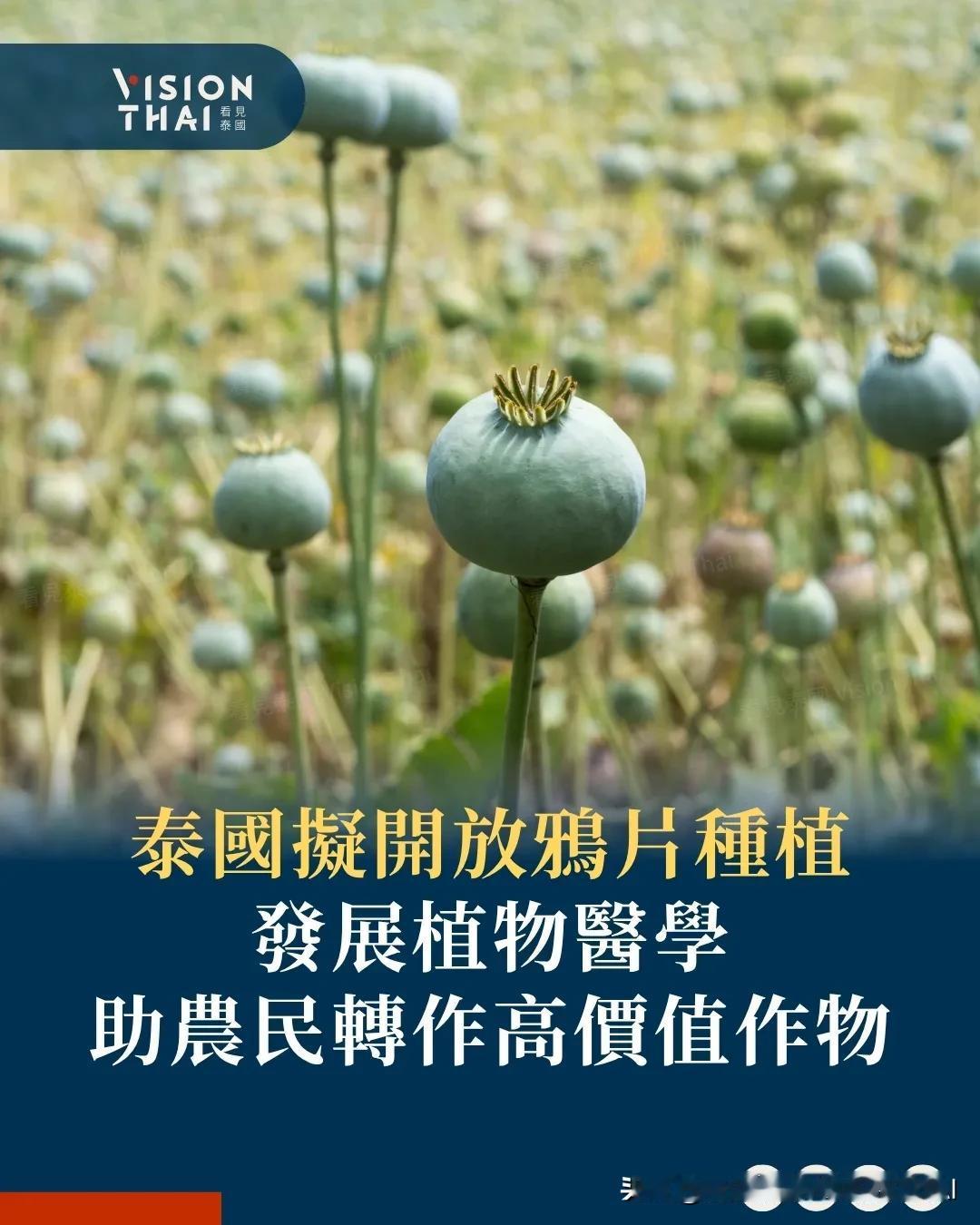 【泰国拟开放鸦片种植 发展植物医学助农民转作高价值作物】
泰国副公共卫生部长沃拉