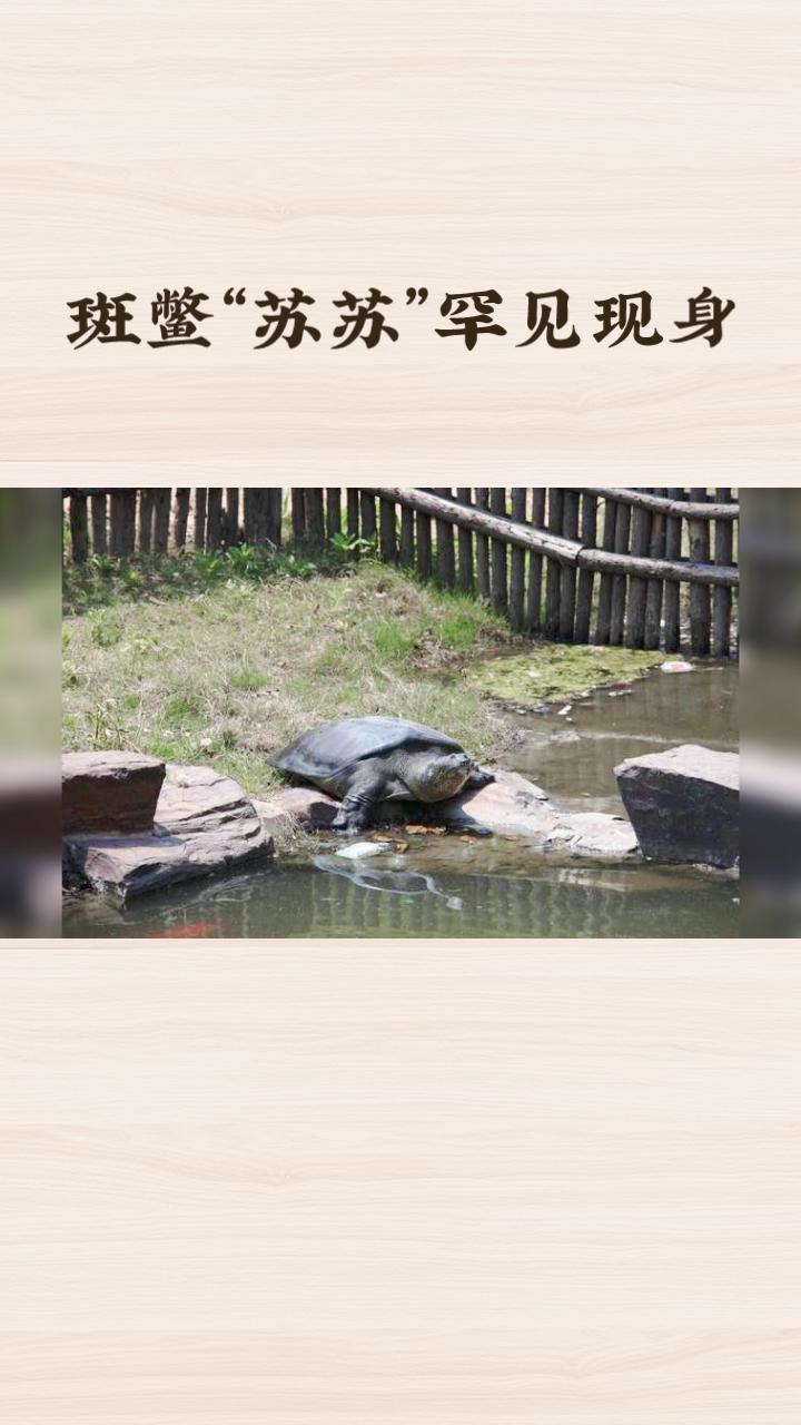 全球仅存两只的古老物种，为何在中国只剩最后一只孤独身影？
近日，苏州上方山森林动
