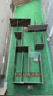 小猪和狗狗那个聪明？看了一个个它们在迷宫中找食物的视频，才知道小猪的不急不慢的寻