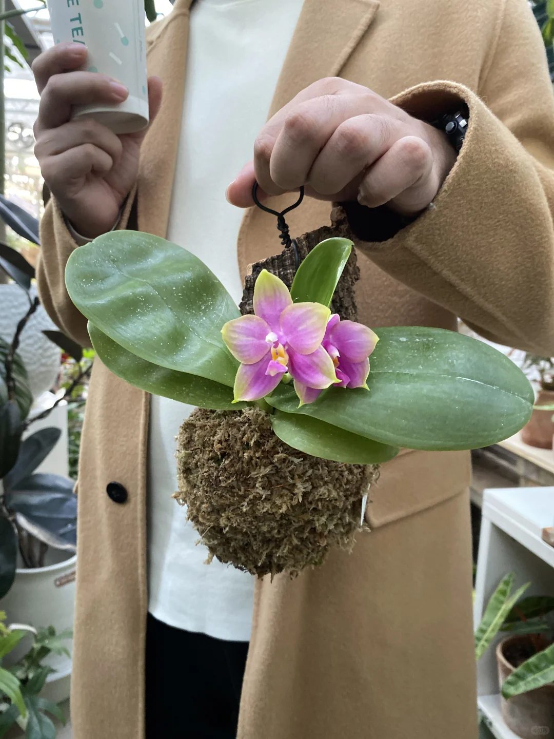 植物界的手把件