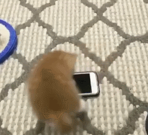 猫猫：昨天这里面有只猫，我要救它 