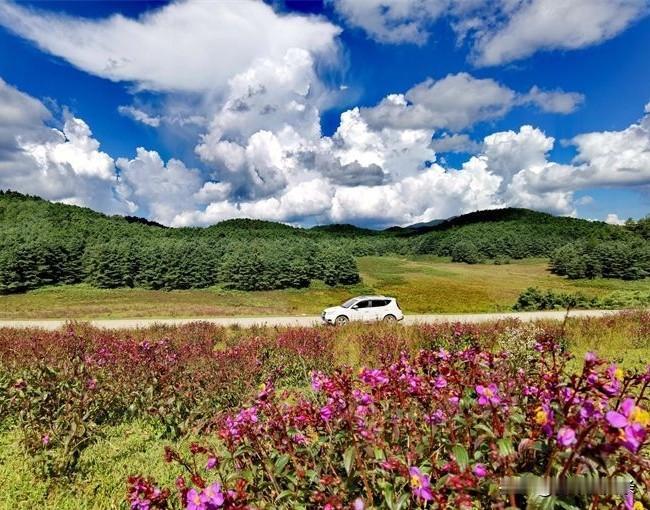 春日的画卷，是轮下延展的风景。摇下车窗，让风带着花香和青草味溜进来，阳光正好，洒