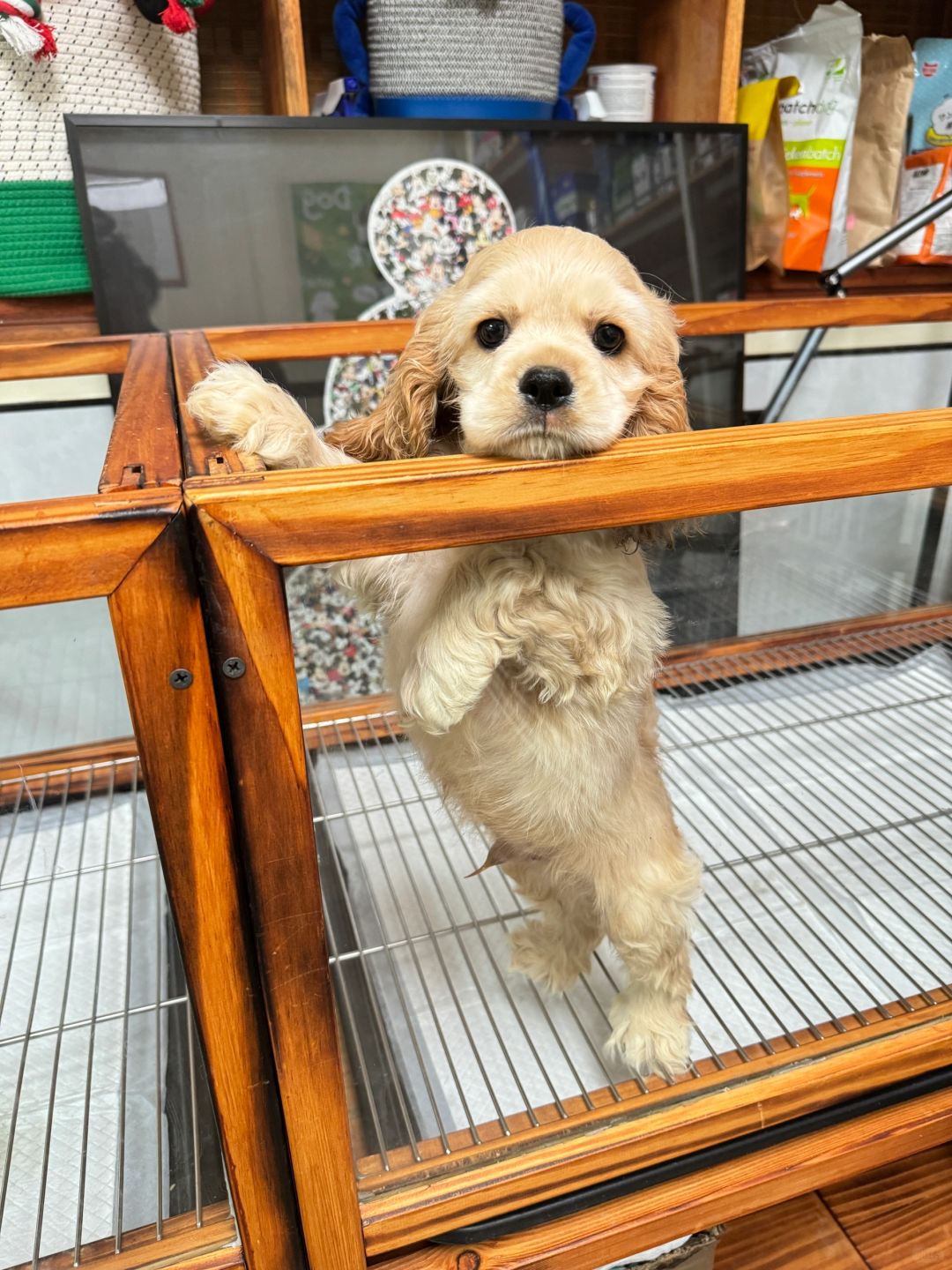 蹲主人｜美国可卡犬弟弟