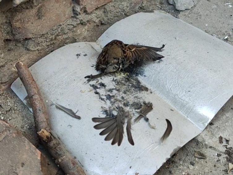 路上看到一只小麻雀在粘鼠板上，活不了了，学佛的老公说，我不应该把它拿下来……
