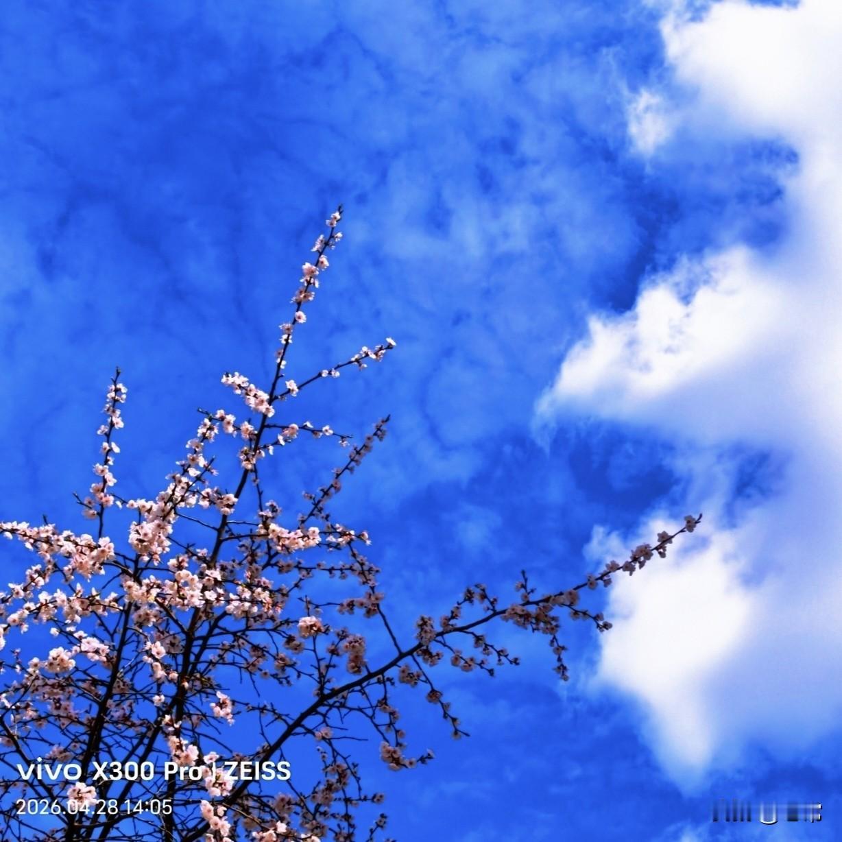 【原创\图文】

蓝天白云晴空万里，杏花粉白缀满枝头。
随手拍美丽景色 随手拍家