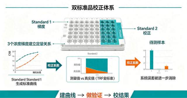 为什么翼和的端粒检测更准确？——标准品与校正品双保险