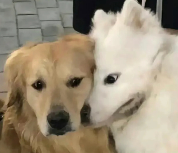 一个肚子同时生出了捧哏和逗哏 双胞胎反差萌也挺好玩的，共用一张脸但完全迥异的性格