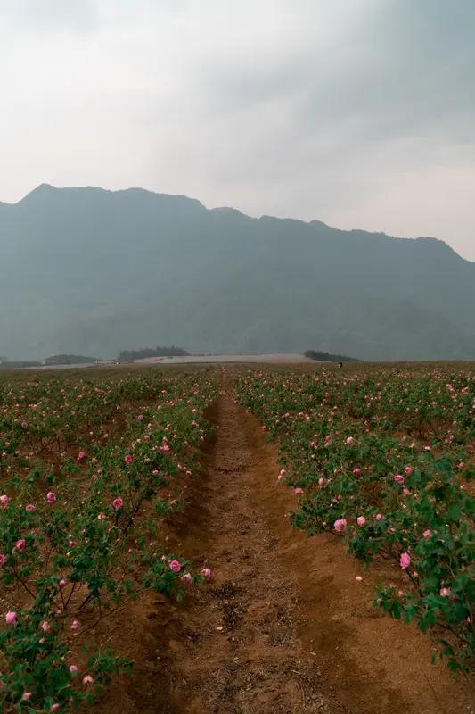 近日，在四川成都，被网友亲昵地唤作“玫瑰爷爷”的邓春伦和他的玫瑰花田，就像一颗突