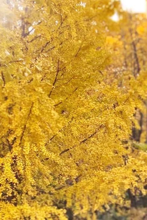 分享一张你手机里的树