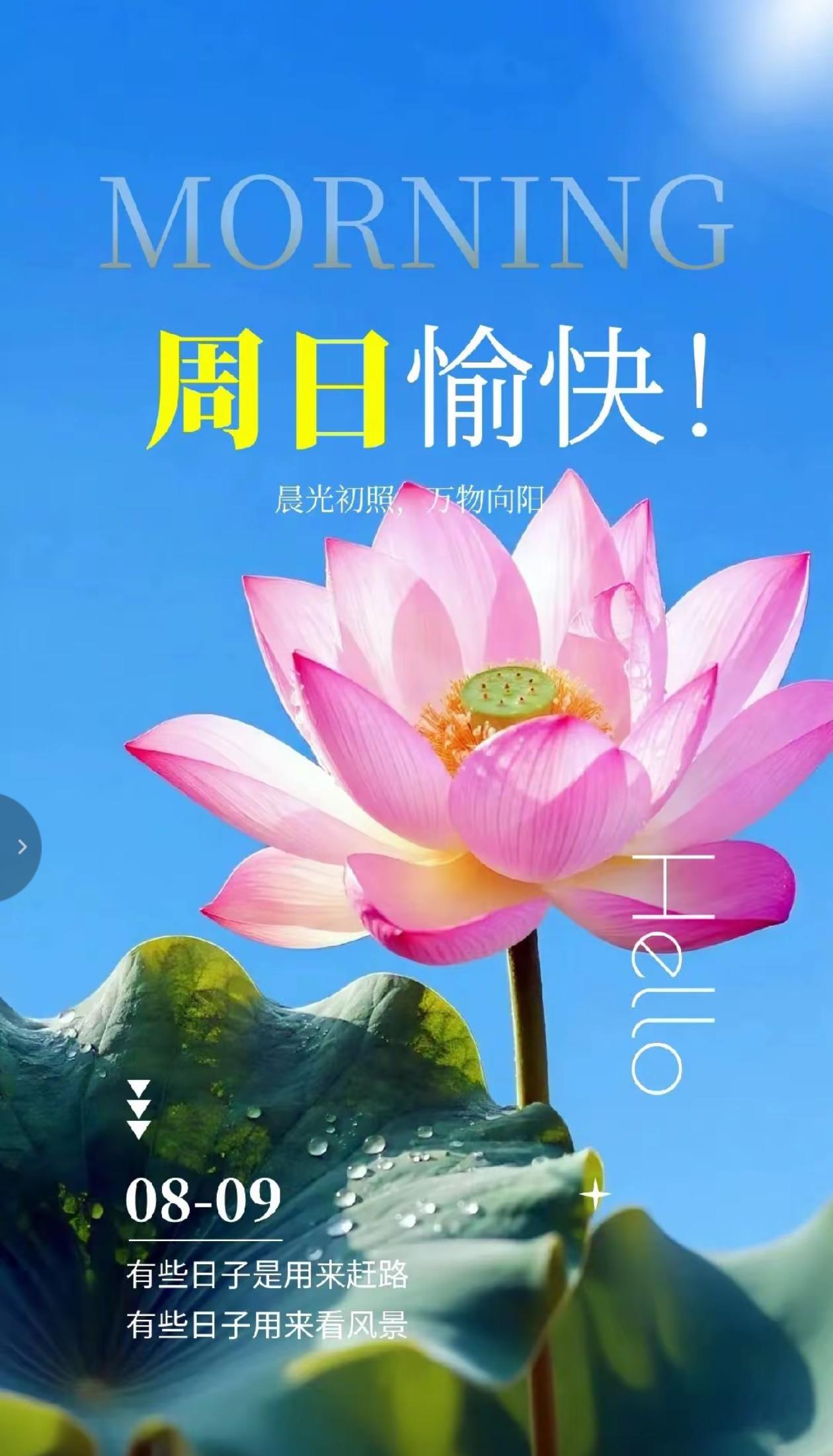 秋晨寄语，蝉鸣渐敛夏将尽，秋风徐来福自来。
2026./08.09.
[微风][