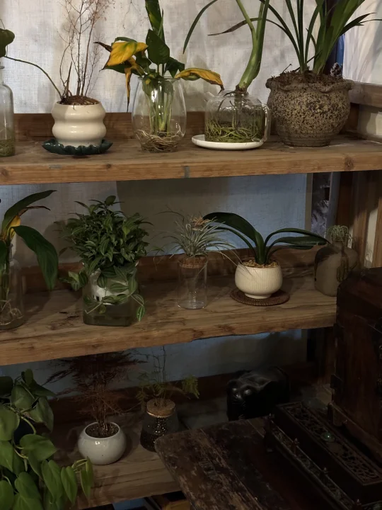 与植物一起生活