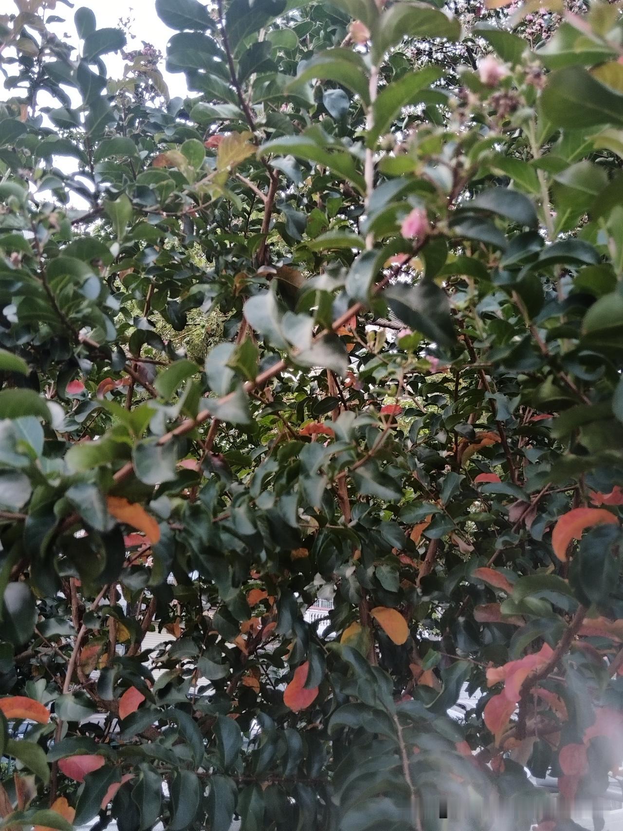 分享漂亮的树照秋天悄悄的来了，树叶也在变细变红变黄了！