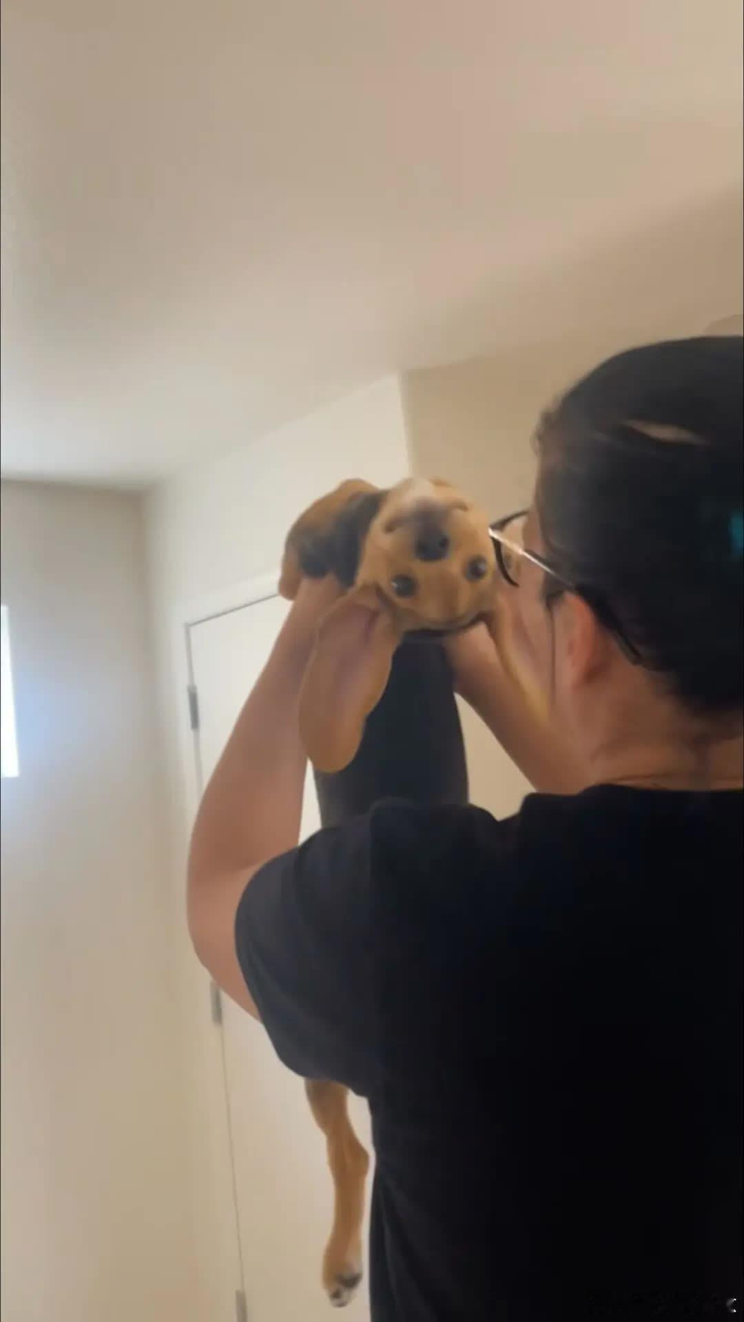 狗：Hi萌宠宠物