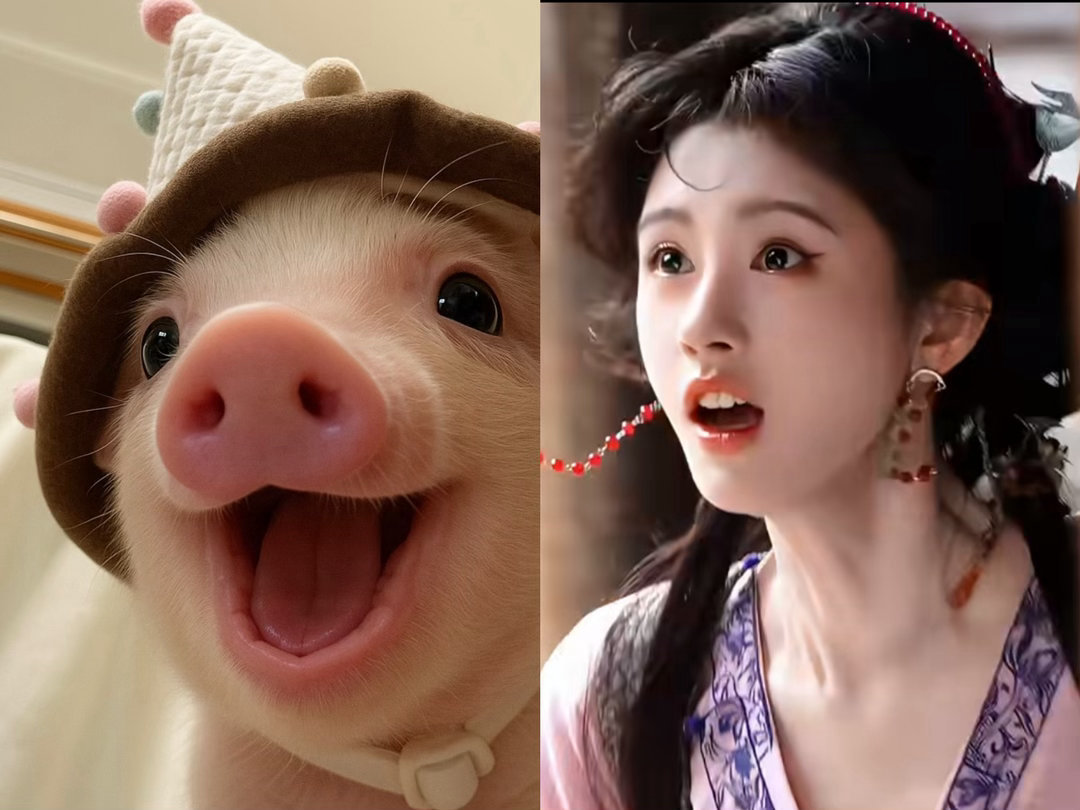 鞠婧祎敬意完全就是小猪呀 