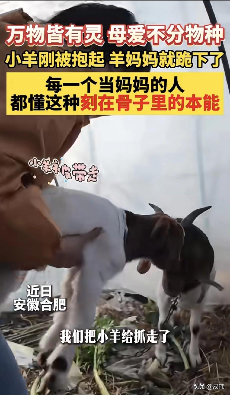 泪目了！这天一位小姐姐带着孩子去老家玩，当他们来到老家的农场的时候，小朋友对小羊