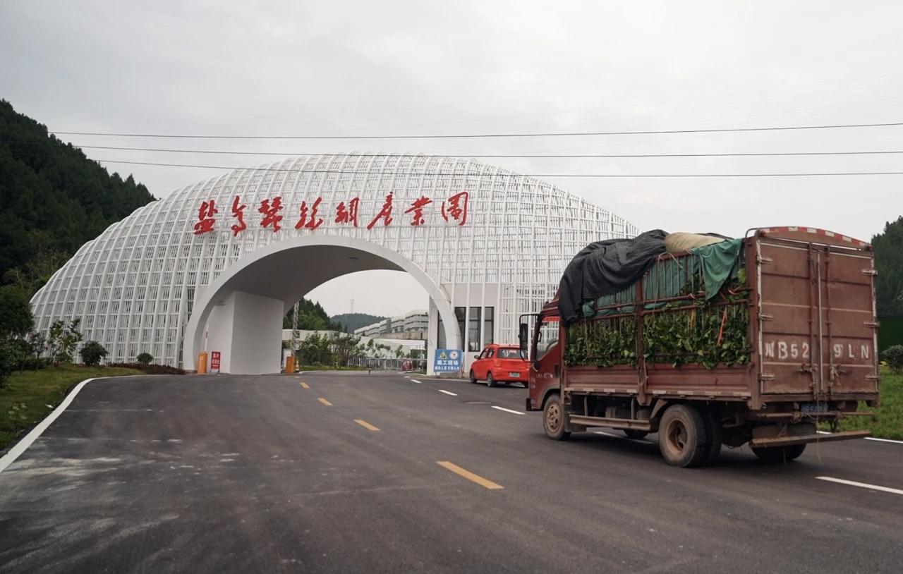 建圈强链·产业新赛道】桑叶变身科技饲料 蚕桑产业全链升级