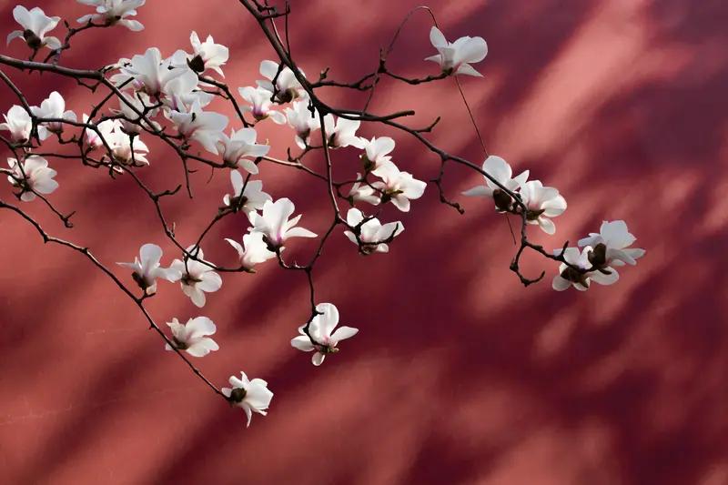 上联：昨夜清风梳绿柳，如何对下联昨夜清风梳绿柳，今晨暖阳抚红墙。