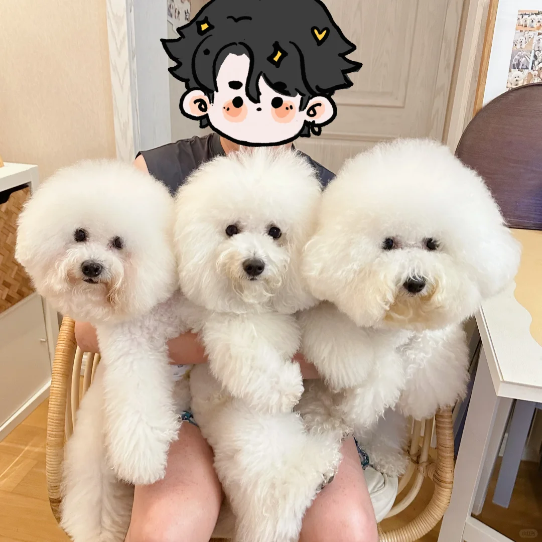 月圆之夜，比熊一家演绎温馨家庭剧！