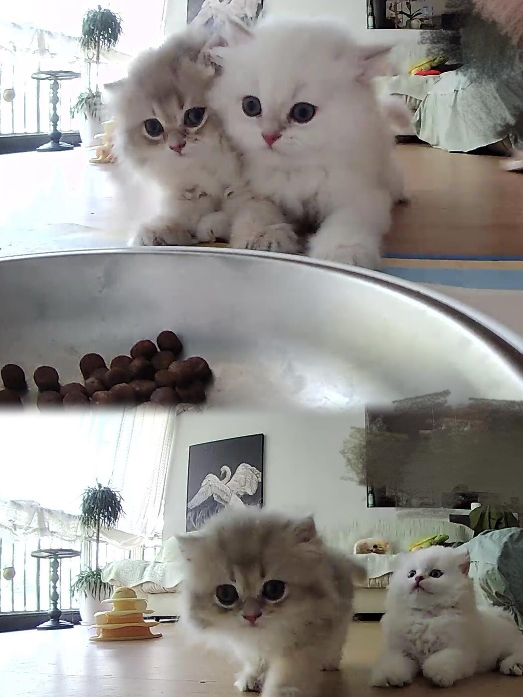 当小猫知道这个东西能吐粮时😐