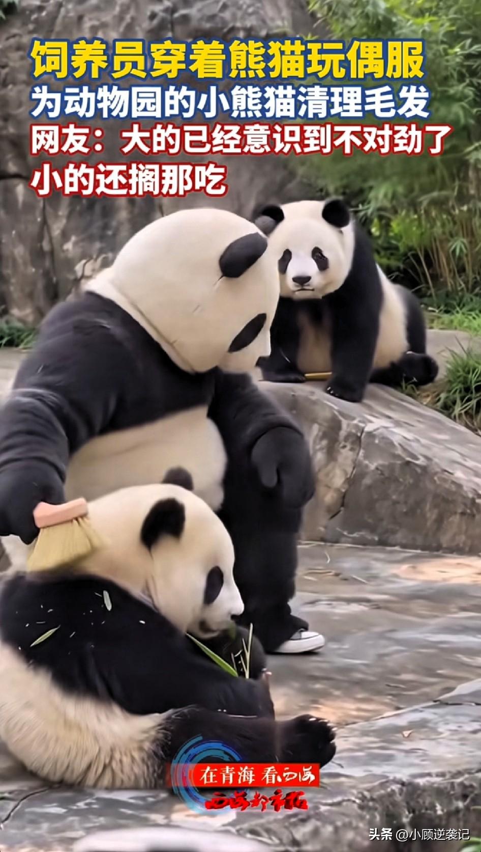 太有意思的一幕！饲养员穿上熊猫玩偶服，混进熊猫堆里面，给小家伙梳理清理毛发。
 