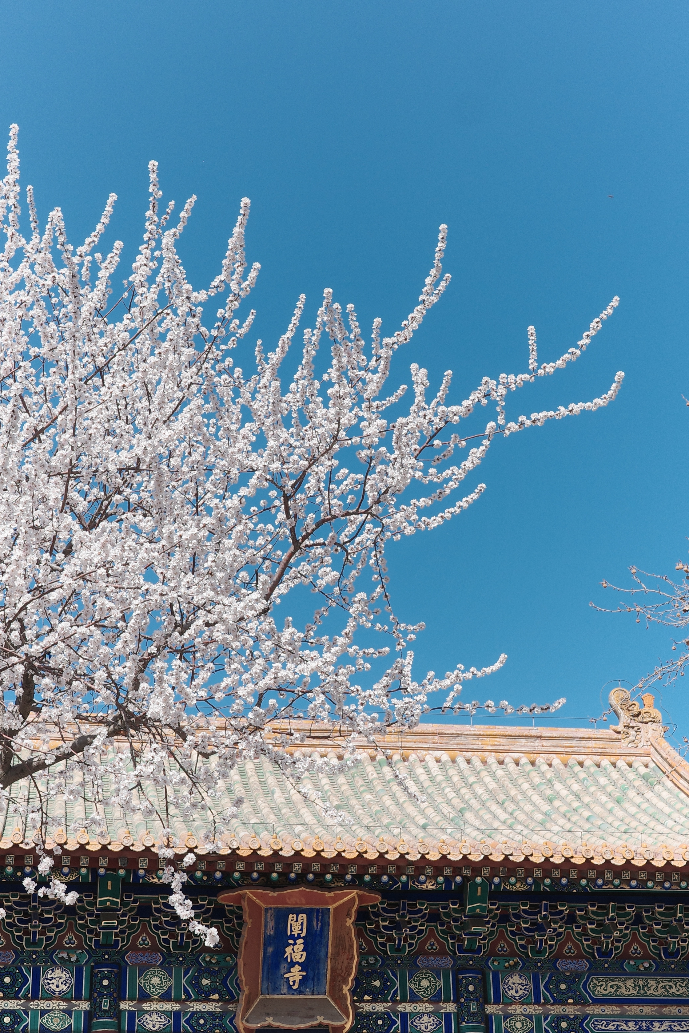 春  摄影北京你好