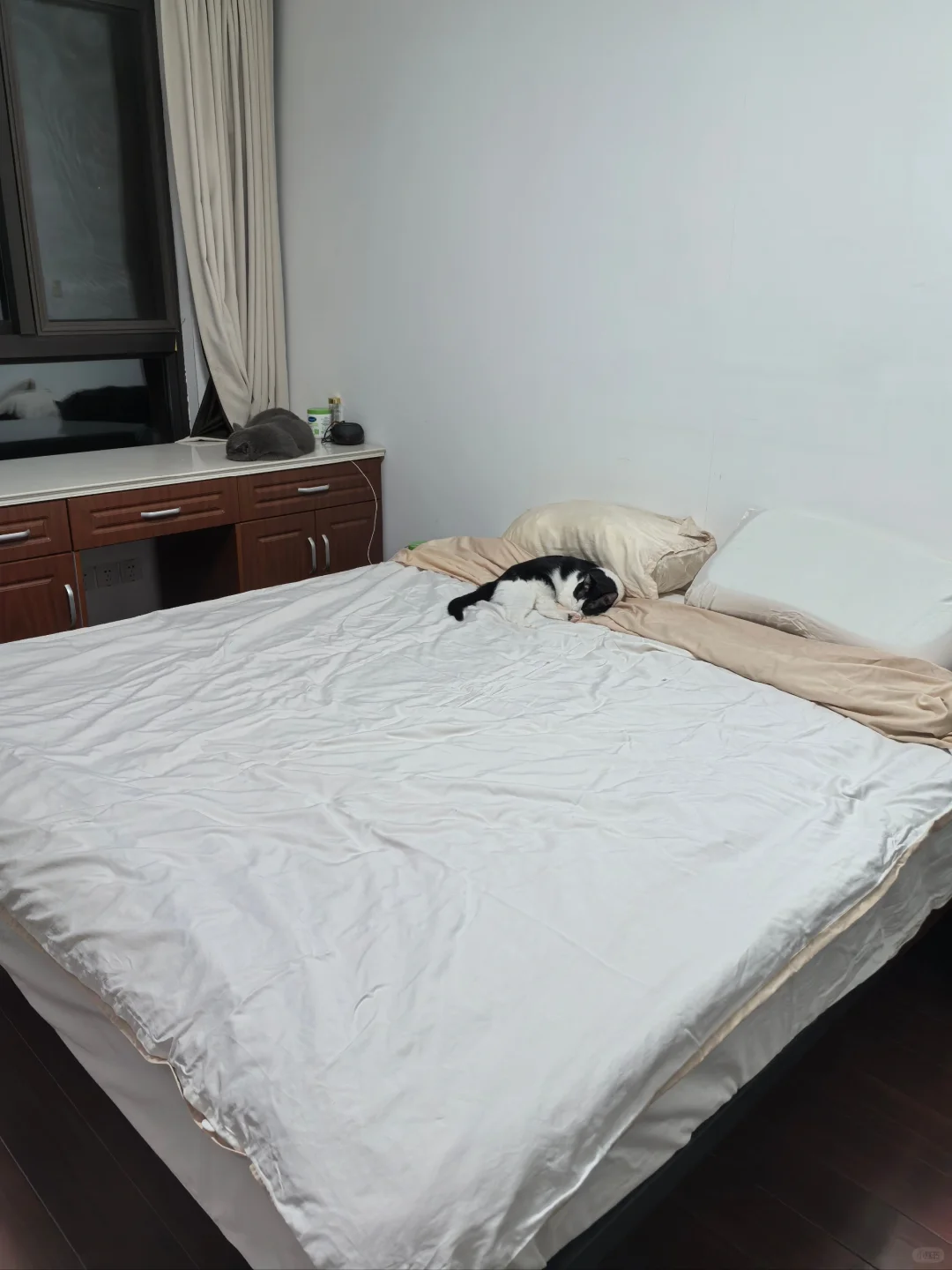 一只到点就上床睡觉的猫