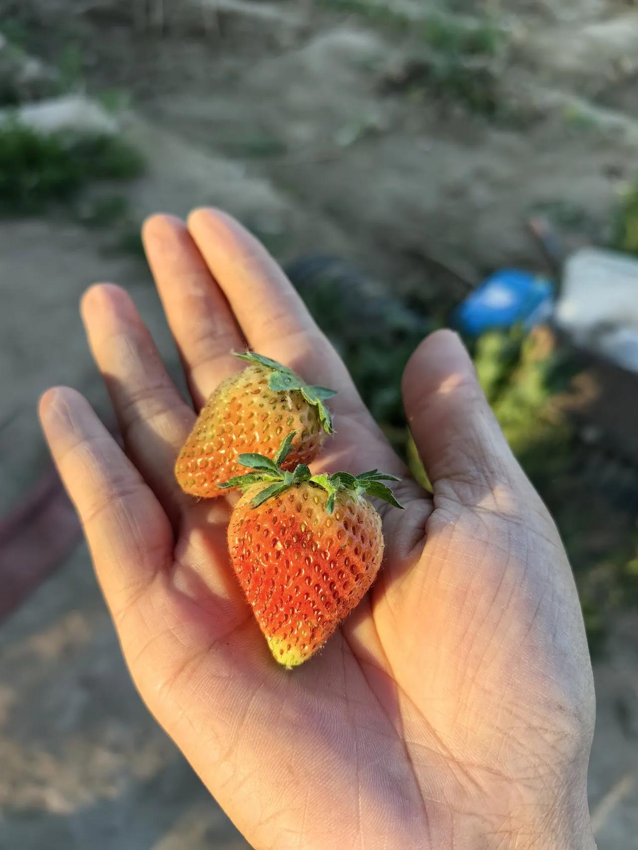 就为这一口鲜

一有空就去地里干活，浇水拔草播种……
也就是为了这份鲜
永远买不